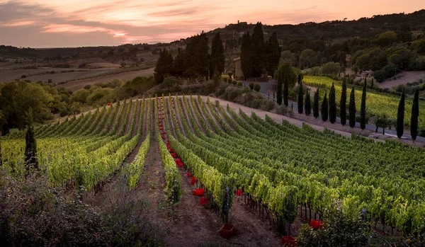 Casale Marittimo, Tuscany, İtalya, görüntülemek üzüm Eylül tarihinde
