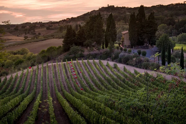 Casale Marittimo, Tuscany, İtalya, görüntülemek üzüm Eylül tarihinde
