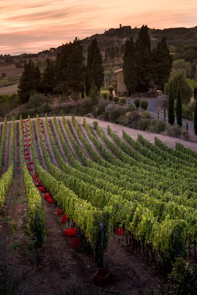 Casale Marittimo, Tuscany, İtalya, görüntülemek üzüm Eylül tarihinde
