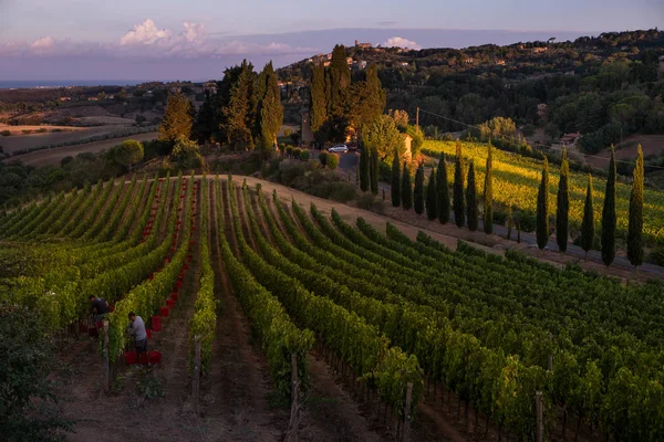 Casale Marittimo, Tuscany, İtalya, görüntülemek üzüm Eylül tarihinde