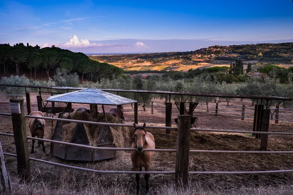 Casale Marittimo, Toscana, Italia, vista attraverso la recinzione del — Foto Stock