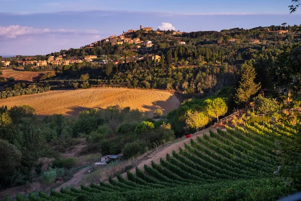 Casale Marittimo, Tuscany, İtalya, görüntülemek üzüm Eylül tarihinde