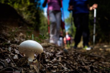 Montescudaio, Pisa, İtalya - 19 Ekim 2017 - yürüyüşçüler yürüyüş boyunca