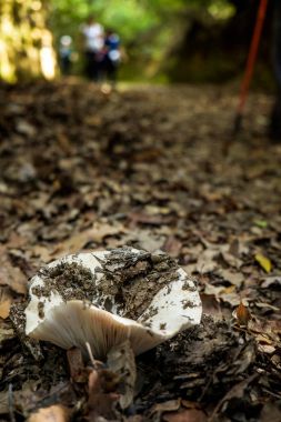 Montescudaio, Pisa, İtalya - 19 Ekim 2017 - yürüyüşçüler yürüyüş boyunca