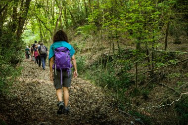 Montescudaio, Pisa, İtalya - 19 Ekim 2017 - yürüyüşçüler yürüyüş boyunca