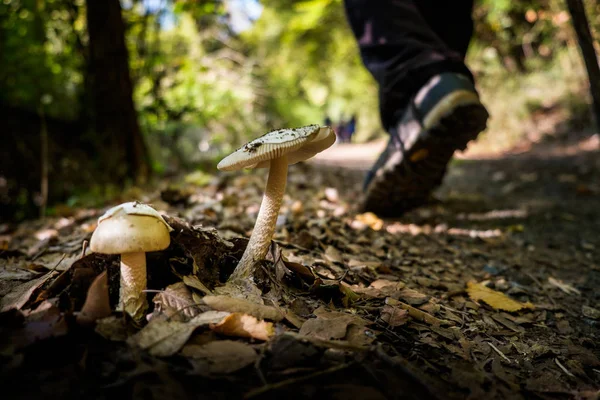 Montescudaio, Pisa, İtalya - 19 Ekim 2017 - yürüyüşçüler yürüyüş boyunca
