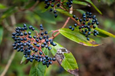 Montecatini Val di Cecina, Pisa, İtalya - 7 Kasım 2017: Bu bir güzergah Monterufoli doğa rezerv, anıtsal büyük iş taş köprüler 