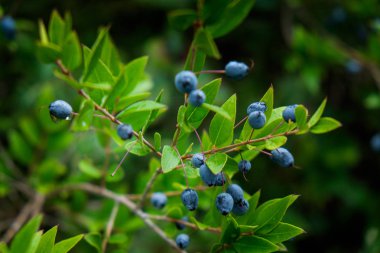 Montecatini Val di Cecina, Pisa, İtalya - 7 Kasım 2017: Bu bir güzergah Monterufoli doğa rezerv, anıtsal büyük iş taş köprüler 