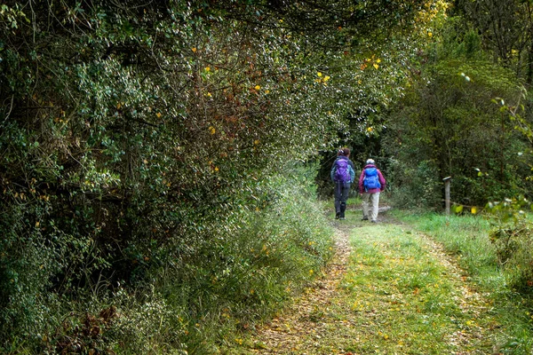 Montecatini Val di Cecina, Pisa, İtalya - 7 Kasım 2017: Bu bir güzergah Monterufoli doğa rezerv, anıtsal büyük iş taş köprüler 