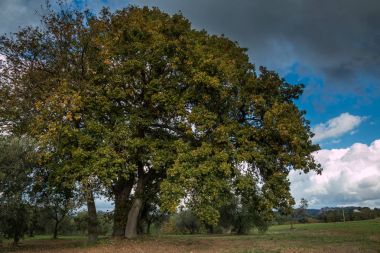Casale Marittimo, Pisa, İtalya - 23 Kasım 2017: Trekking rotası doğru Casale M.mo, Toskana bölgesindeki