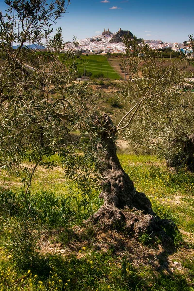 Olvera es un pueblo blanco en la provincia de Cádiz, Andalucía, sur de — Foto de Stock