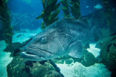 Lisbon, Portekiz - 31 Ocak 2011: (Lisbon Oceanarium) Milletler Park çevresindeki