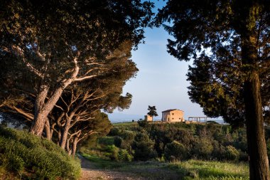 Rosignano Marittimo, Toskana, Livorno - pinewood ve tus