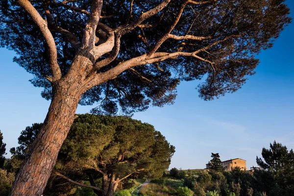 Rosignano Marittimo, Toscana, Livorno - o pinhal e o tus — Fotografia de Stock