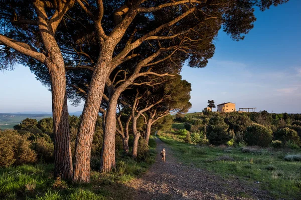 Rosignano Marittimo, Tuscany, Livorno - the pinewood and the tus — Stock Photo, Image