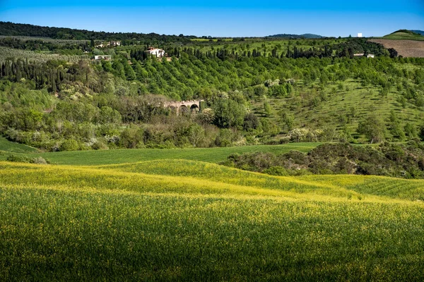 ASCIANO, TUSCANY, Italy - Landscape with yellow flowers in the C — Stock Photo, Image