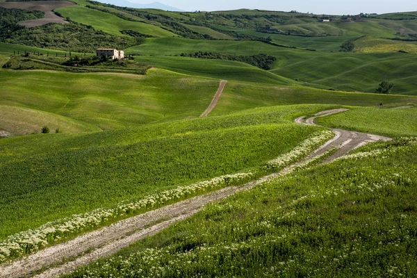 ASCIANO, TUSCANY, Italy - Landscape with yellow flowers in the C — Stock Photo, Image