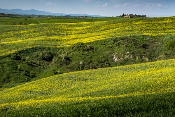 Asciano, Toscane, Italië - landschap met gele bloemen in de C — Stockfoto