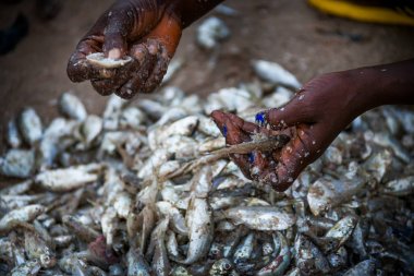 Yongoro, Sierra Leone - 30 Mayıs 2013: Batı Afrika, bilinmeyen balıkçılar balık ağlarına Yongoro plajlar Sierra Leone, Freetown başkenti önünde, Çek