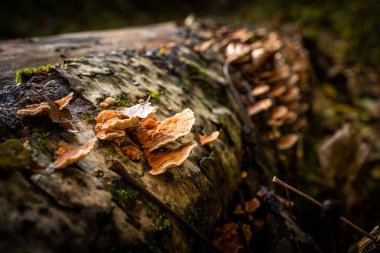Pontito 'dan Penna di Lucchio' ya, Lucca - Toskana