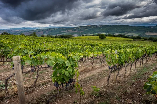 Montalcino, Siena - Toszkána, Olaszország — Stock Fotó