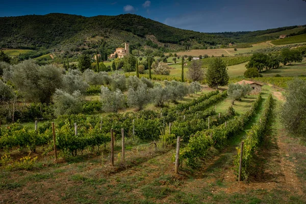 Montalcino, Siena - Toskáň, Itálie — Stock fotografie