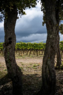 Montalcino, Siena - Toskana, İtalya