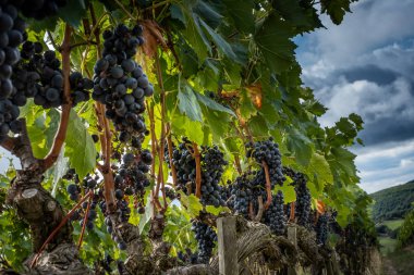 Montalcino, Siena - Toskana, İtalya