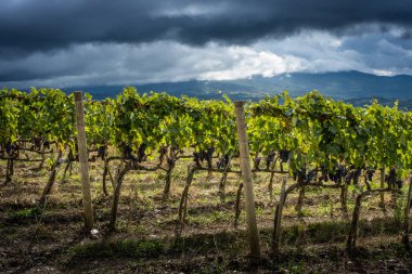 Montalcino, Siena - Toskana, İtalya