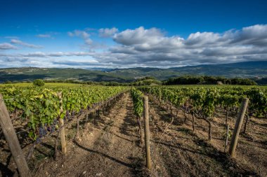 Montalcino, Siena - Toskana, İtalya