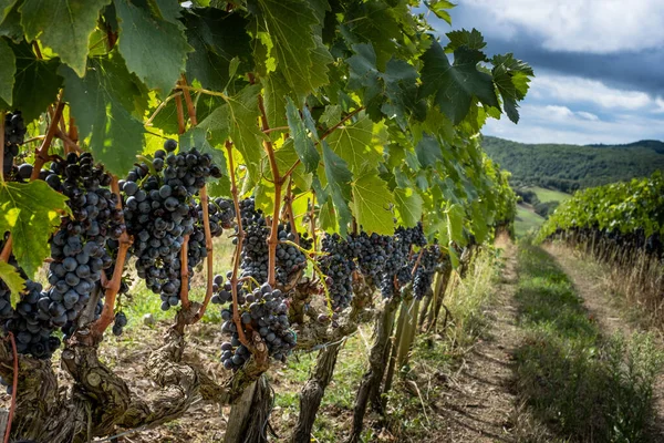 Montalcino, Siena - Toskana, İtalya