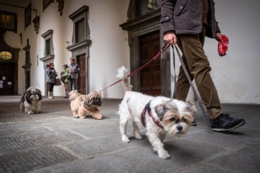 Lucca, Toskana - İtalya