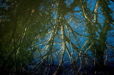 Montescudaio, Pisa - Toskana, İtalya