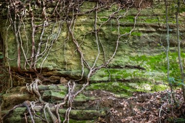 Montescudaio, Pisa - Toskana, İtalya