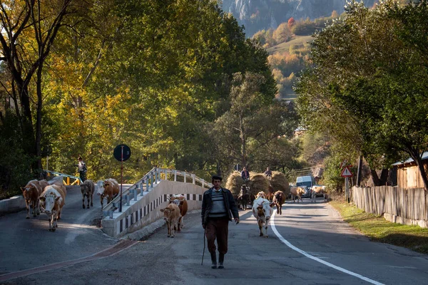 Bicaz Roumanie Octobre 2014 Des Bergers Inconnus Conduisent Les Vaches — Photo