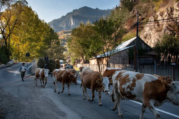 Bicaz Romania Ottobre 2014 Pastori Sconosciuti Portano Mucche Nella Stalla — Foto Stock