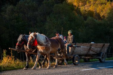 MARAMURES, ROMANIA - OCTOBER 10, 2014: unknown people work with carts and horses in the Maramures region, the isolated Carpathian region of Romania, is nature to mark the rhythms of life and everything is still tied to the land. Landscape with haysta