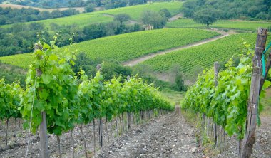 Montepo Şatosu yakınlarındaki Scansano tepeleri, Morellino şarabı üretimi için üzüm bağlarıyla işlenmiş. Grosseto, Toskana, İtalya