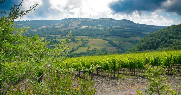 근처의 산들은 모렐리 와인을 생산하기 포도원 경작되었고 통제되고 기원을 가지고 — 스톡 사진