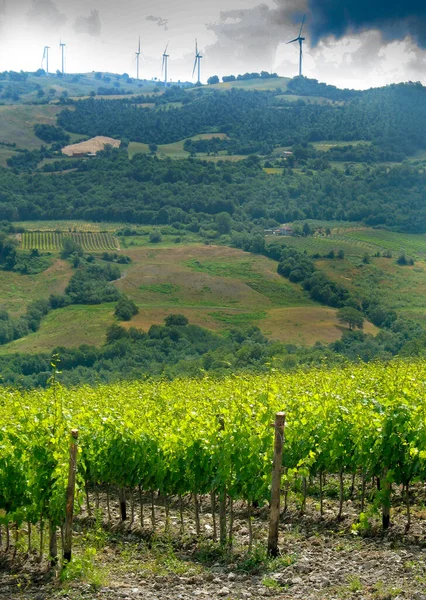 Colinas Scansano Perto Castelo Montepo Cultivadas Com Vinhas Para Produção — Fotografia de Stock