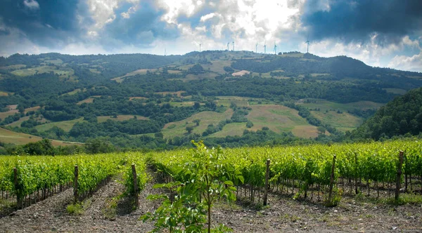 Kopce Scansano Blízkosti Hradu Montepo Obdělával Vinicemi Pro Výrobu Vína — Stock fotografie