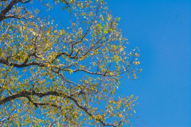 mavi bir arka plan ile bir tik ağacı dalı.