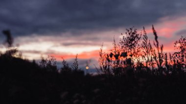 gün batımında çim Silhouettes