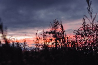 gün batımında çim Silhouettes