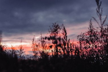 gün batımında çim Silhouettes