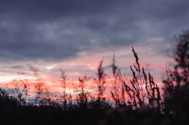 gün batımında çim Silhouettes