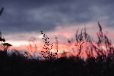 gün batımında çim Silhouettes