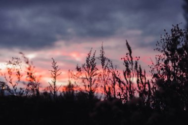 gün batımında çim Silhouettes