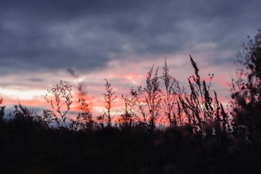 gün batımında çim Silhouettes