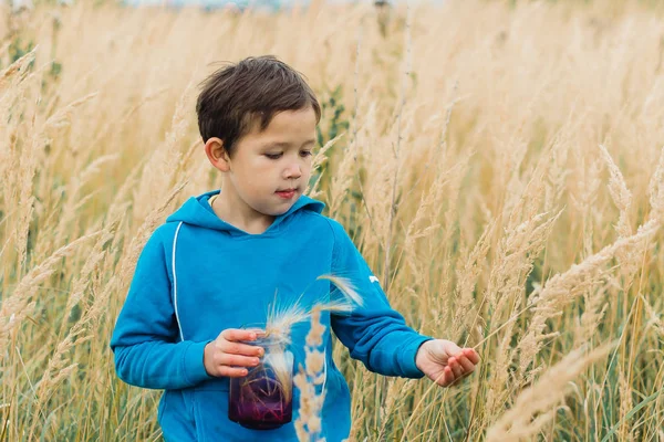 Kulakları Mısır sarı bir alan içinde bir çocuk toplar